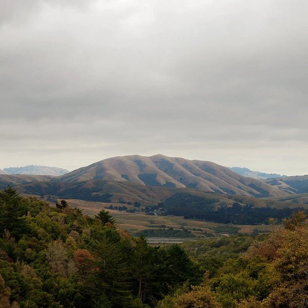 Dirty Projectors + Björk - Mount Wittenberg Orca - La Boîte Musicale - Vinyl Records - Vinyl Records - 